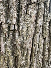 bark of a tree