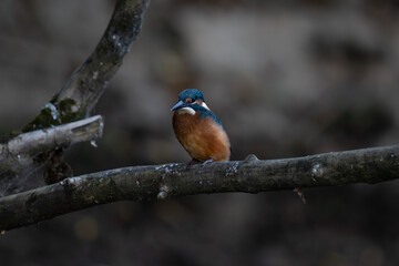 Kingfisher
Alcedo atthis