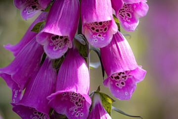 Purple foxglove