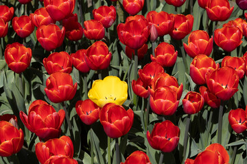 red and yellow tulips