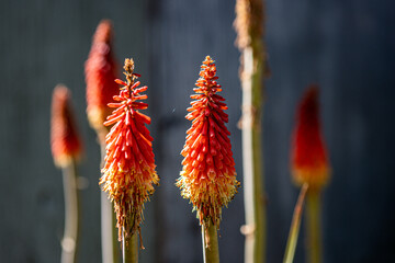 red and yellow flower