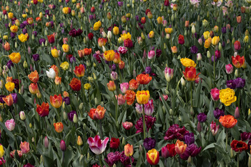 field of tulips