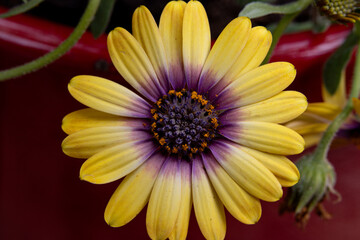 yellow and purple flower