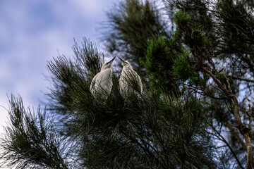 Little Egrets (Egretta garzetta)