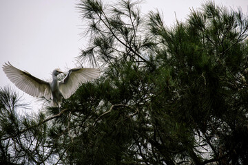 Little Egrets (Egretta garzetta)