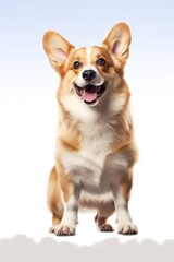 Corgi dog mammal animal.