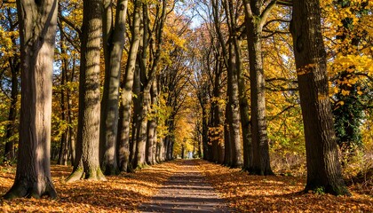 Autumnal tree-lined path