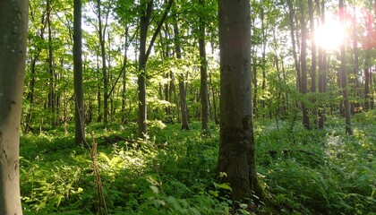 Fototapeta premium Sunlight filtering through a dense forest (2)