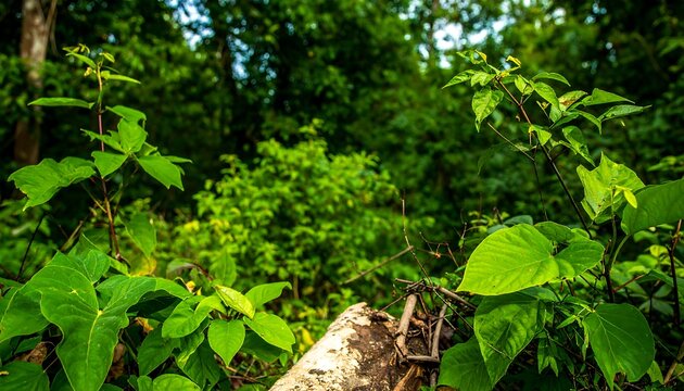 Lush green foliage over fallen log