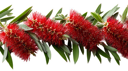 Red flowers isolated on white background
