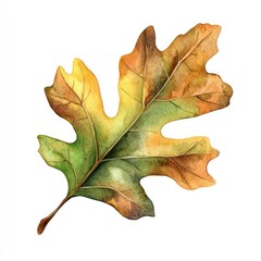 Naklejka premium Real oak Autumn leaf illustration watercolor autumn.