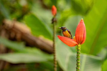 sunbird on banana flower