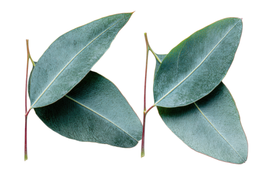Eucalyptus leaves arranged in a K shape - Powered by Adobe