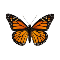 Fototapeta premium Monarch Butterfly Specimen, isolated on transparent background 