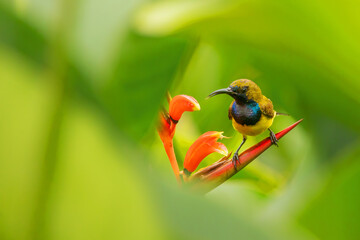 sunbird on flowers
