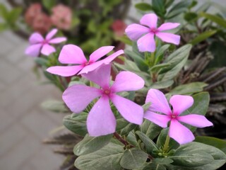 pink flowers in spring