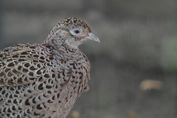 Female pheasant.