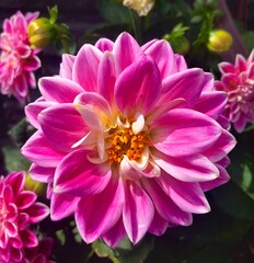 Obraz premium pink dahlia flowers