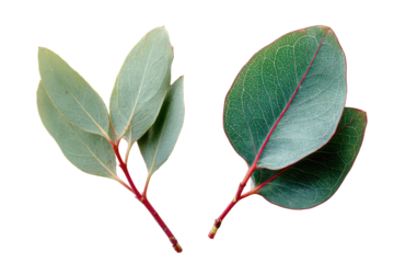 Close-up of two eucalyptus leaf sprigs, light and dark green tones