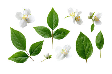 Obraz premium Close-up arrangement of white flowers and green leaves