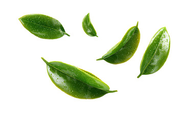 Vibrant green leaves, seemingly floating, with water droplets