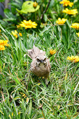 A long-tailed mockingbird (calandria o sinsonte de cola larga) stands in a green field adorned with bright yellow flowers (gazanias), typical of coastal Peruvian landscapes