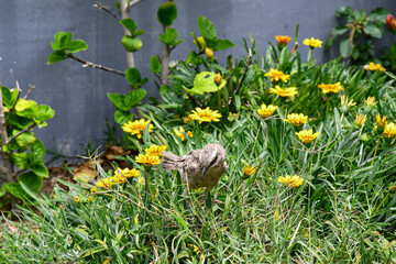 A long-tailed mockingbird (calandria o sinsonte de cola larga) stands in a green field adorned with bright yellow flowers (gazanias), typical of coastal Peruvian landscapes