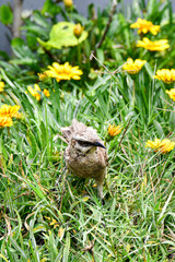 A long-tailed mockingbird (calandria o sinsonte de cola larga) stands in a green field adorned with bright yellow flowers (gazanias), typical of coastal Peruvian landscapes