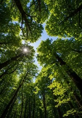 Obraz premium Lush green forest canopy reaching towards a vibrant blue sky, sunlit leaves and trees create a tranquil and inviting atmosphere.