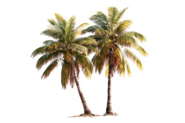 Two tropical palm trees against a black background.  Full, vibrant green and yellow fronds.  Slight variation in shades.  Close-up view, isolated