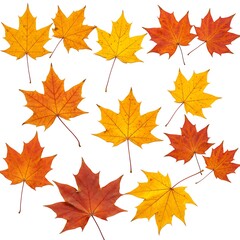 Obraz premium maple autumn leaves on white isolated background | High-Quality Stock Image