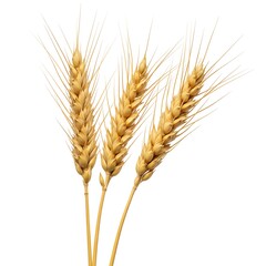 Wheat ears or heads set isolated on white background. Package design element with clipping path Photo for Commercial Use