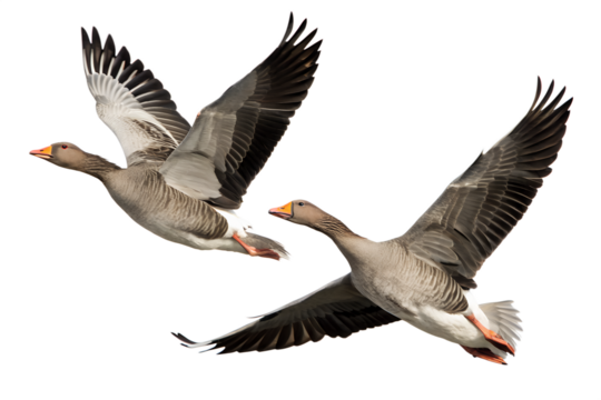 A pair of beautiful wild Greylag geese flying together in formation, showcasing their detailed plumage and feather patterns against an isolated white backdrop