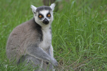 Lemur catta.