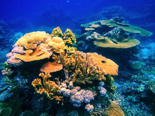 Coral reef in Somosomo Strait off the coast of Taveuni Island, Fiji