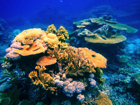 Coral reef in Somosomo Strait off the coast of Taveuni Island, Fiji