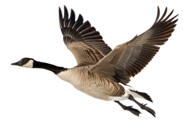 A majestic Canada goose soaring through the sky, showcasing its wingspan and graceful flight against a clean, white background