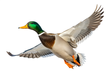 A stunning close-up photograph of a male mallard duck in mid-flight against a pure white background, showcasing its vibrant green head and intricate feather patterns