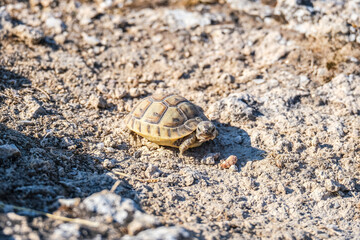 Small desert tortoise crawling on the ground. Wildlife animal in natural habitat. Travel to turkey editorial concept.
