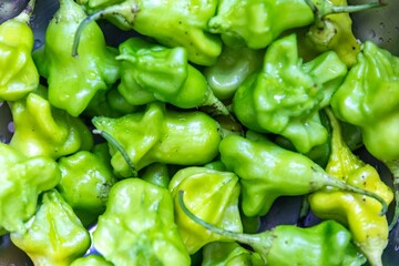 Cambuci pepper Capsicum baccatum, a bell-shaped green pepper with very little heat and very...