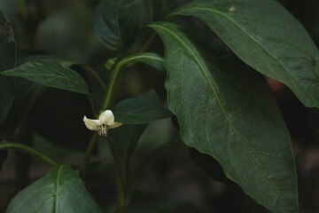 flower of a white flower