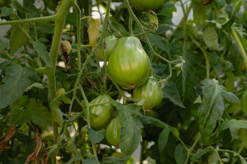 green unripe tomatoes on the branch.