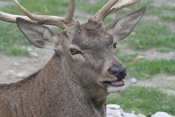 Red deer 