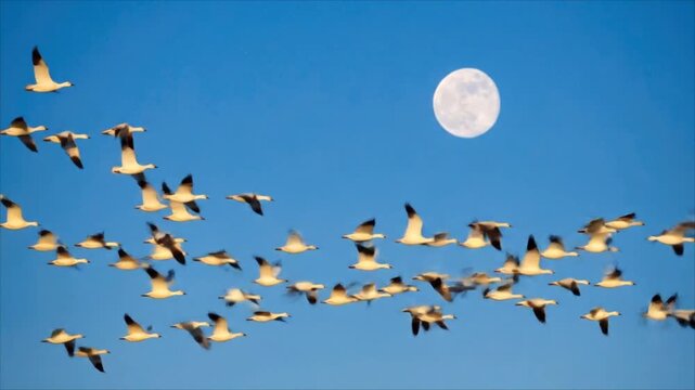 Geese flying formation moonlight