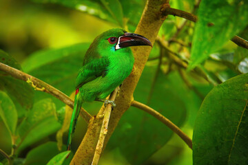 Crimson-rumped toucanet sitting in a tree