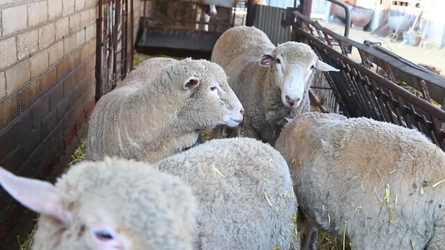 A group of sheep is standing in a barn and eating hay. Agriculture, sheep breeding. The animals stand exactly in a row and have lunch.