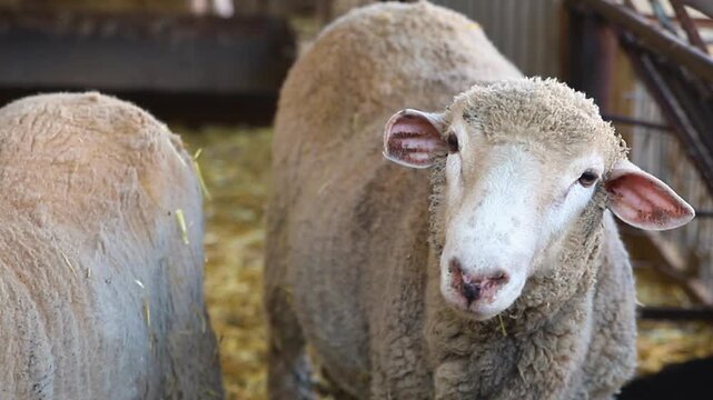 A group of sheep is standing in a barn and eating hay. Agriculture, sheep breeding. The animals stand exactly in a row and have lunch.