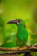 Crimson-rumped toucanet sitting in a tree