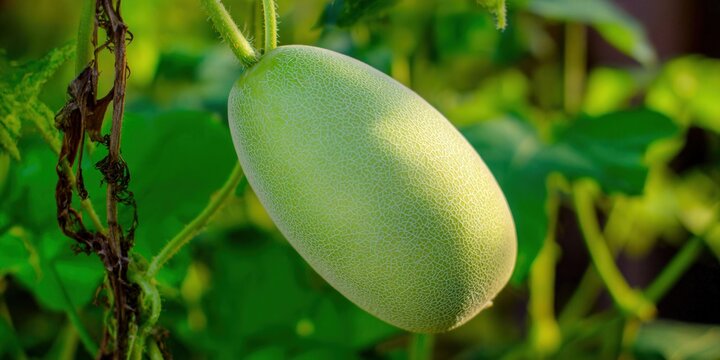 A winter melon hanging from the vine, showcasing its fresh, green appearance