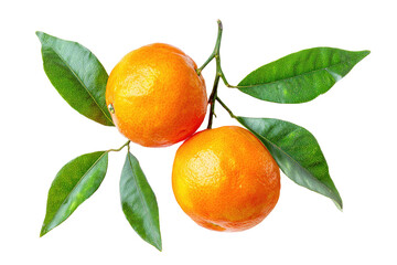 Two fresh mandarins on a branch with vibrant green leaves